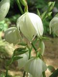 یوکا فیلامنتوسا